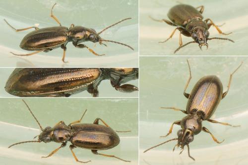 Réf. 180 791 : Bembidion lampros